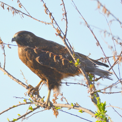 Swainson's Hawk